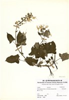 藏品(黃花鼠尾草)的圖片